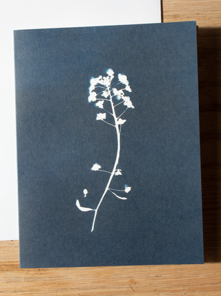 Cyanotype Greeting Card
